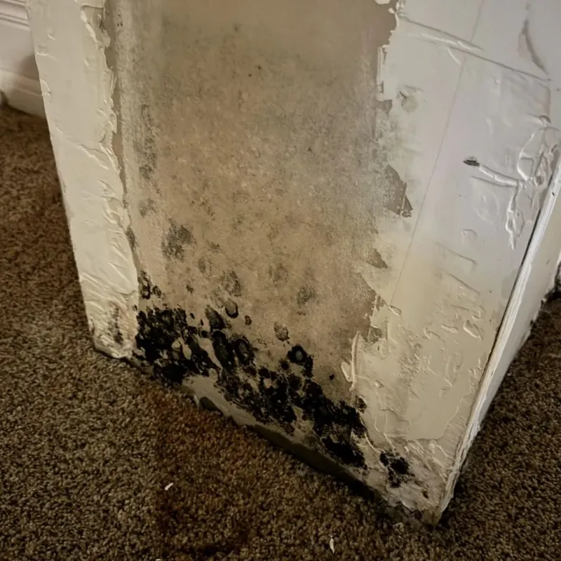 Professional Mold Removal in North Judson, IN